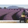 Fototapete Land Feld Lavendel