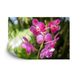 Fototapete Schöne Orchideen