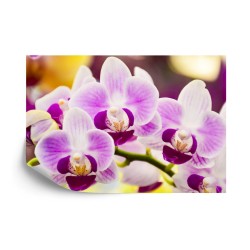 Fototapete Tropische Orchidee
