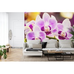 Fototapete Tropische Orchidee