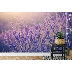 Fototapete Lavendel Blumen