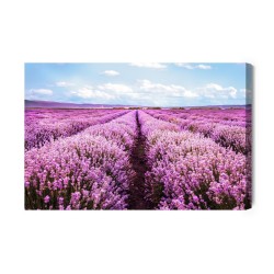Leinwandbild 3D Blühendes Lavendelfeld