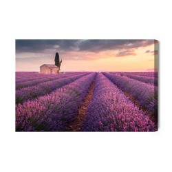 Leinwandbild Blühendes Lavendelfeld In Der Provence