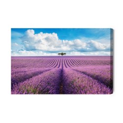 Leinwandbild Lavendelfeld