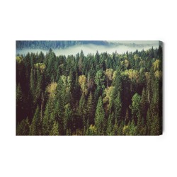 Leinwandbild Wald Mit Nebel Im Hintergrund