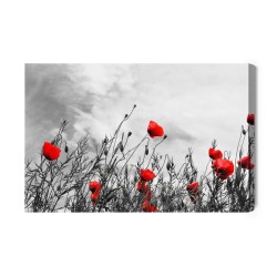 Leinwandbild Rote Mohnblumen Auf Einem Schwarzen Und Weißen Hintergrund