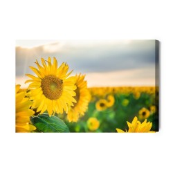 Leinwandbild Ein Feld Mit Schönen Gelben Sonnenblumen