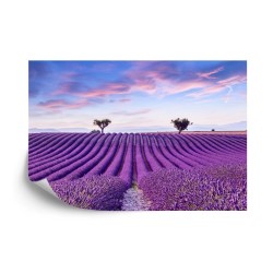 Fototapete Landschaft Feld Lavendel