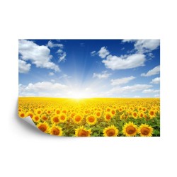 Fototapete Feld Mit Blühenden Sonnenblumen
