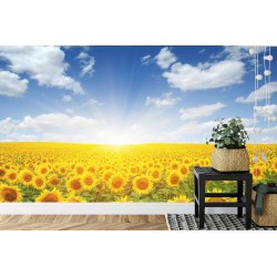 Fototapete Feld Mit Blühenden Sonnenblumen