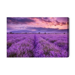Leinwandbild Schöne Lavendellandschaft