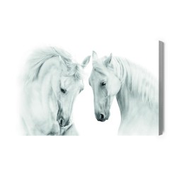 Leinwandbild Zwei Weiße Pferde