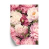 Poster Rosa Pfingstrosen Romantisches Blumenmuster
