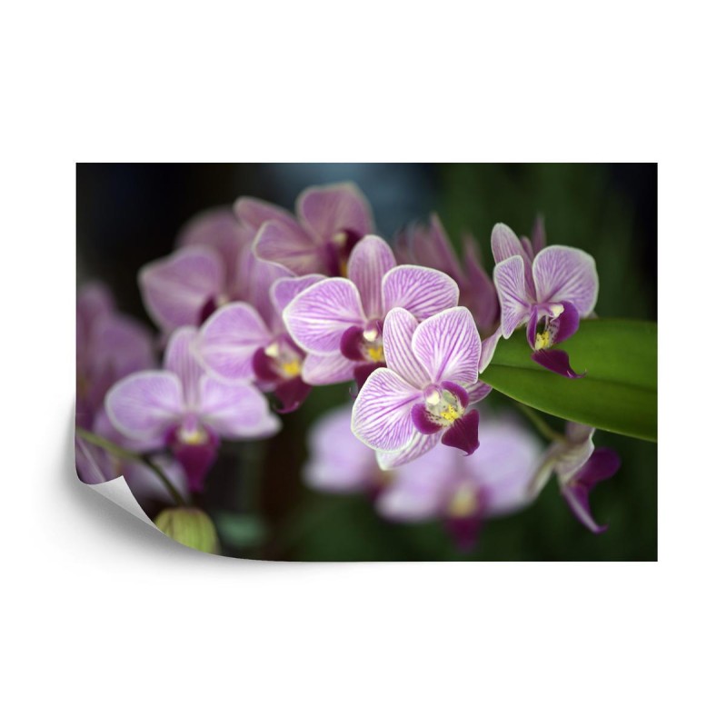 Fototapete Schöne Orchideen
