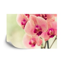 Fototapete Schöne Orchidee