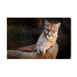 Leinwandbild Puma In Seinem Natürlichen Lebensraum