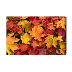 Leinwandbild Ahornblätter In Herbstfarben