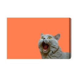 Leinwandbild Britische Katze Auf Orangefarbenem Hintergrund