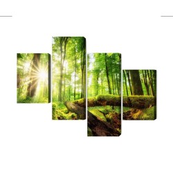 Mehrteiliges Bild Sonnenstrahlen In Einem Wald 3D