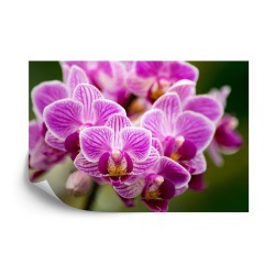 Fototapete Orchideenstrauß
