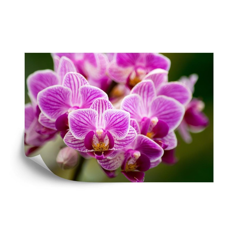 Fototapete Orchideenstrauß