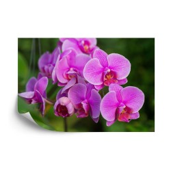 Fototapete Orchideenblüten 3D