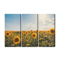 Mehrteiliges Bild Sonnenblumenfeld An Einem Sommertag 3D