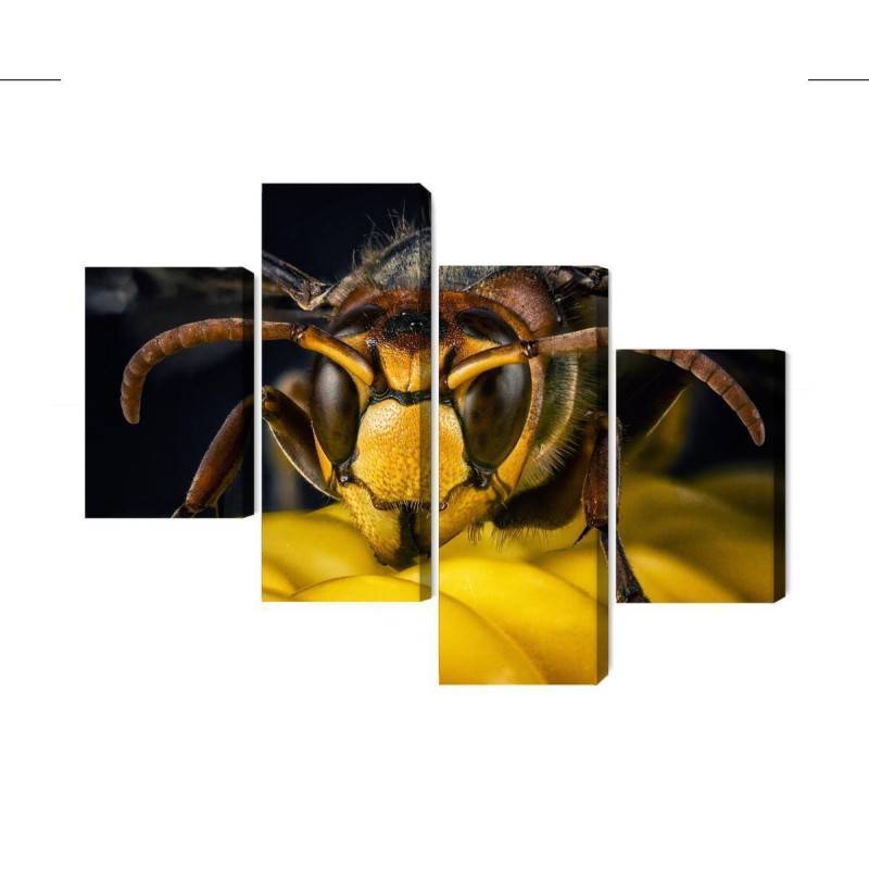 Mehrteiliges Bild Wespe Im Makromaßstab