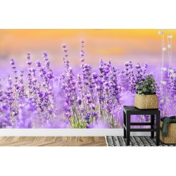 Fototapete Lavendel Blumen