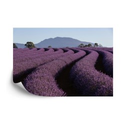 Fototapete Land Feld Lavendel